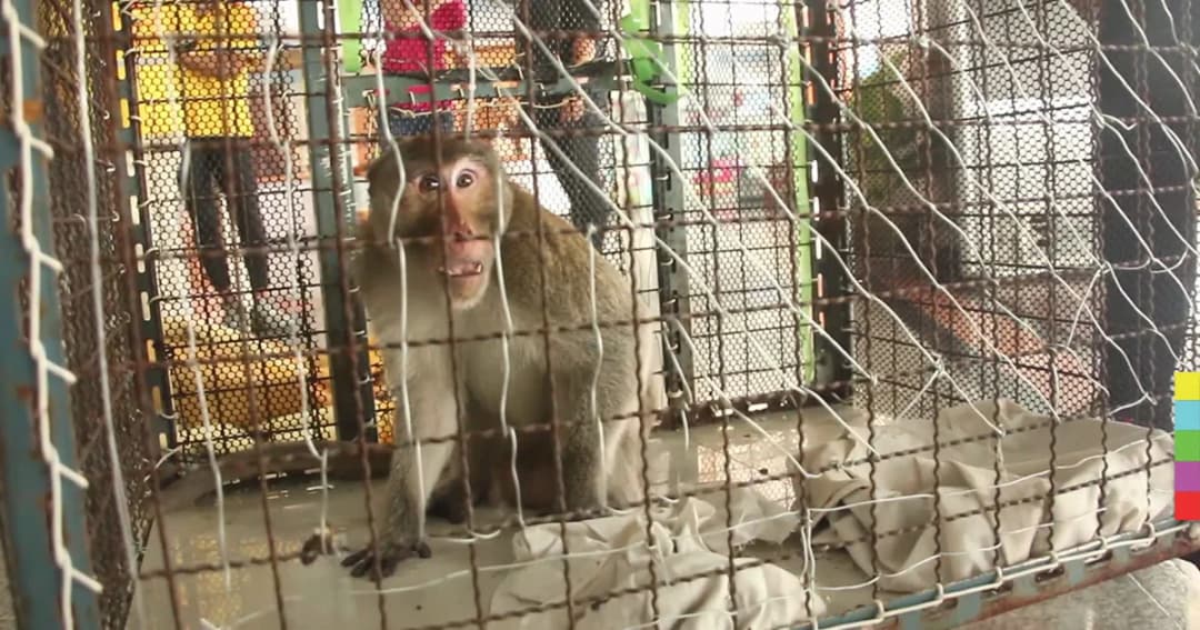 แตกตื่น ! ลิงบุกโรงแรมเมืองระยอง กู้ภัยเร่งไล่จับ