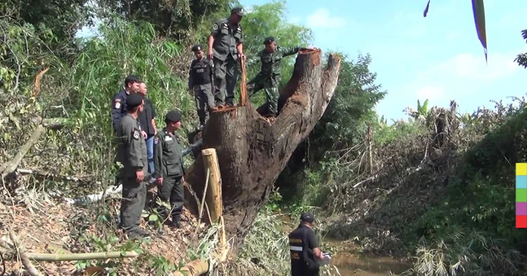 เหิมหนัก ! ‘มอดไม้’ ลอบตัดตะเคียน 300 ปี ป่าลำปาง
