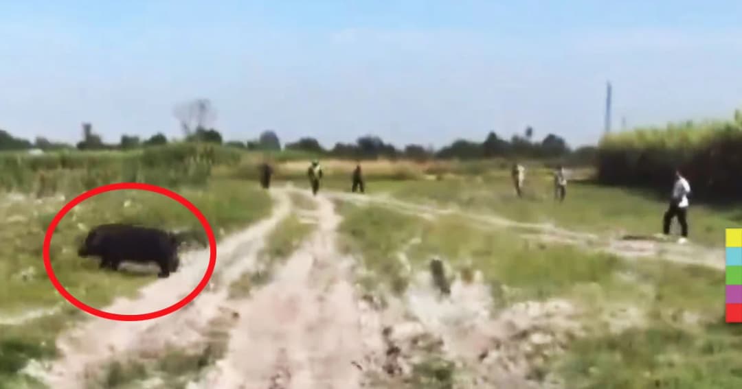 ไล่จับ หมูป่าคลั่ง ขวิด จนท. ขวิดควายของชาวบ้าน ได้รับบาดเจ็บ