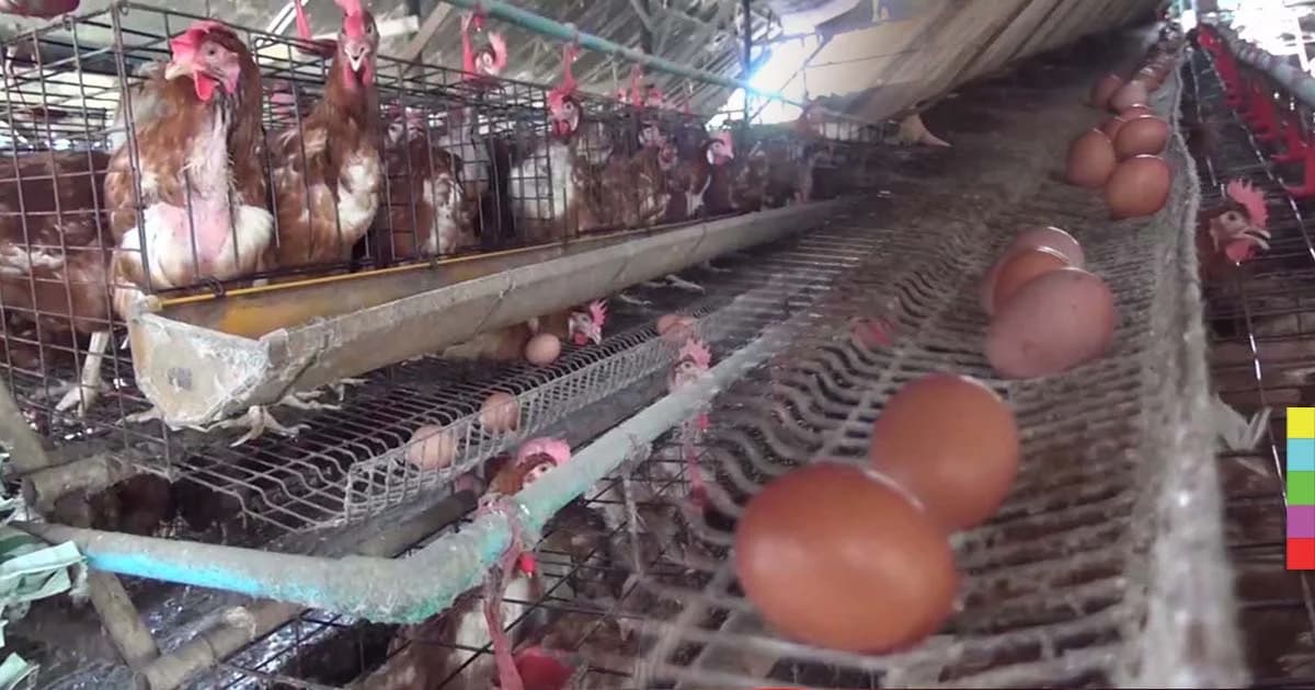 เกษตรกรยื่นหนังสือถึง “บิ๊กตู่” ร้องแก้ปัญหาหาราคาไข่ตกต่ำ