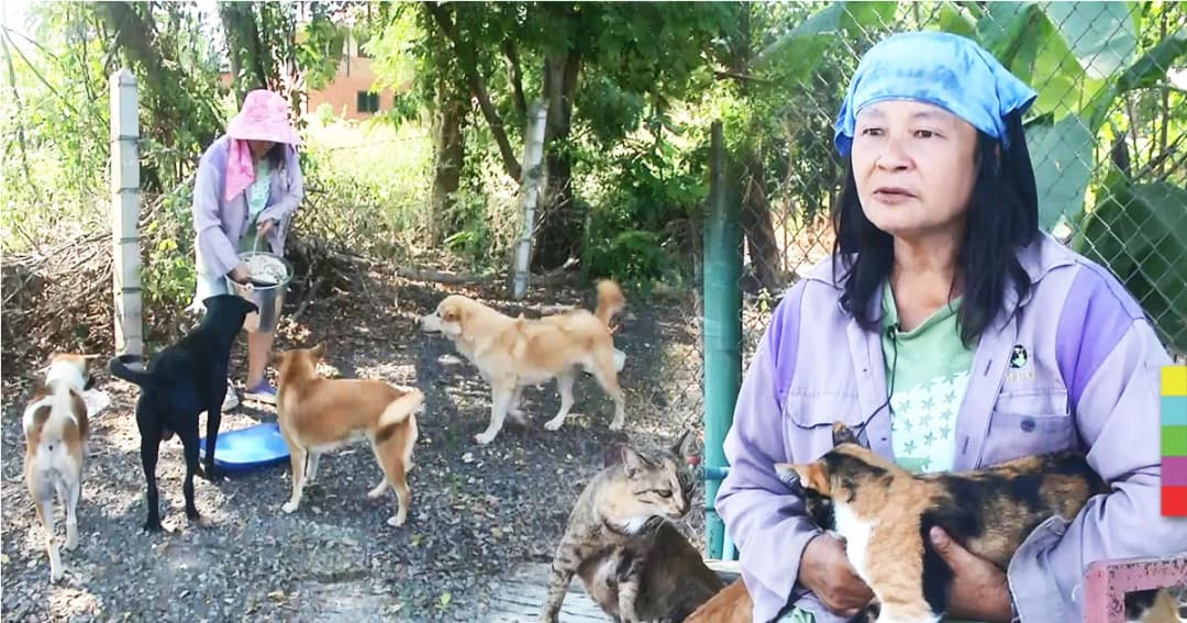 คนเก็บของเก่า เเบกภาระ เลี้ยงหมาเเมวจรจัดกว่า 100 ตัว ! วอนผู้ใจบุญช่วยเหลือ