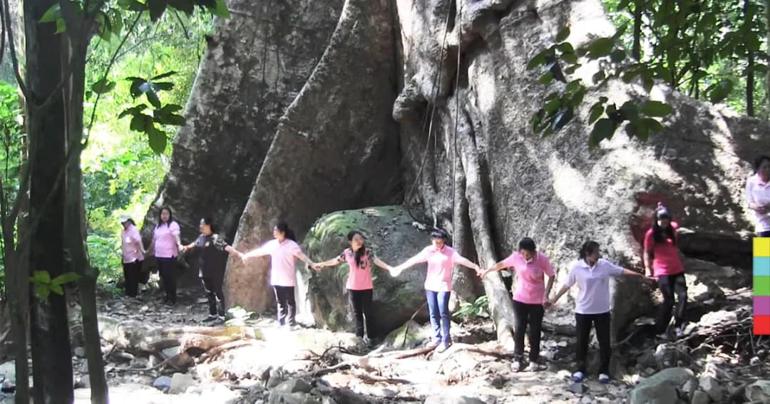 พบต้นไม้ยักษ์ 30 คนโอบ กลางป่าในอุทยานฯ เขาพนมเบญจา จ.กระบี่