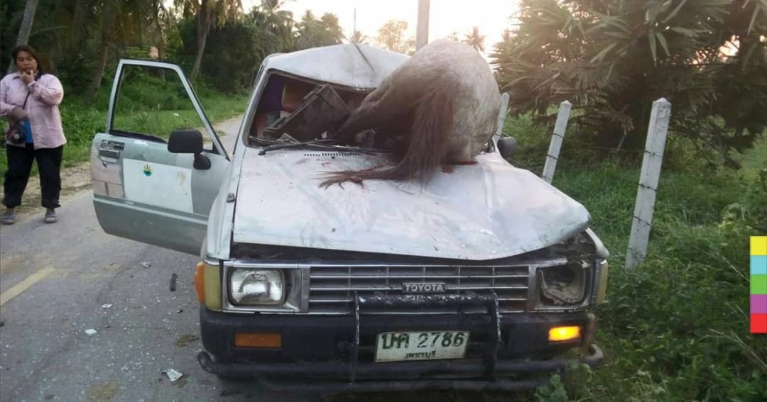 ม้าเพศเมีย วิ่งตัดหน้ากระบะ ตัวทะลุกระจกหน้ารถ