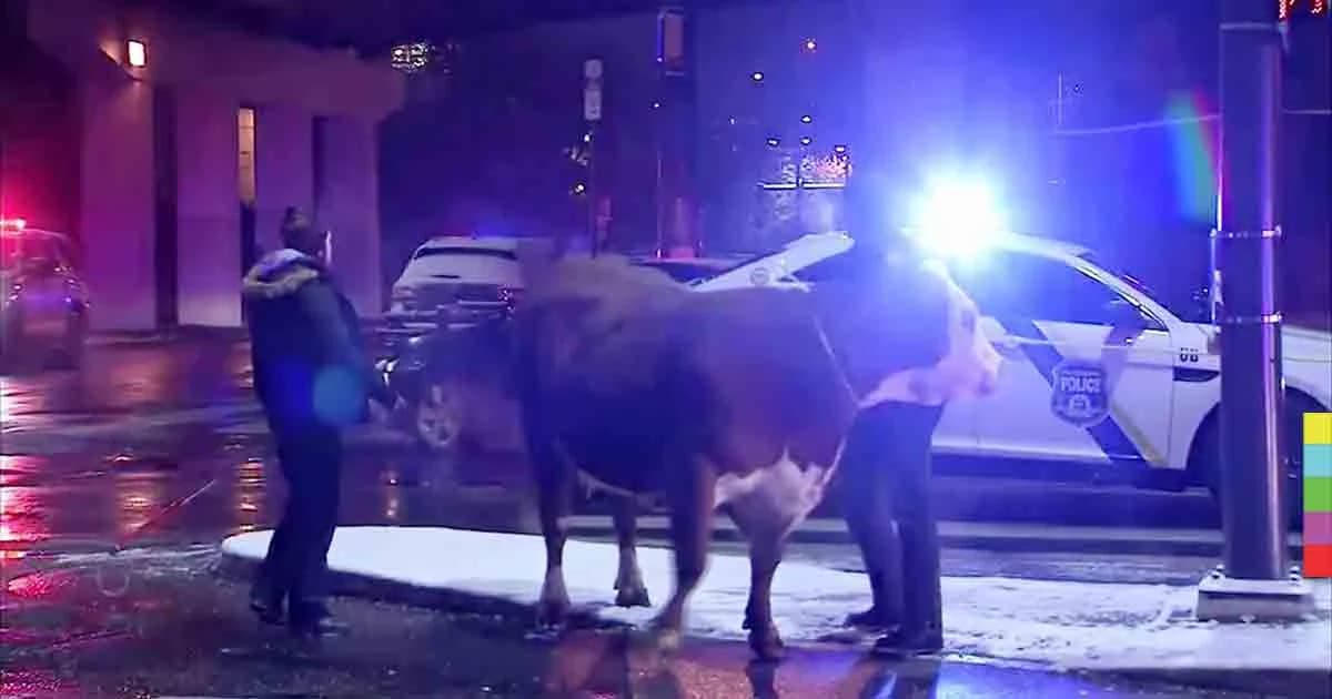 แตกตื่น ! จับวัวหลุดจากฉากถ่ายหนัง เดินบนทางหลวงในฟิลาเดลเฟีย