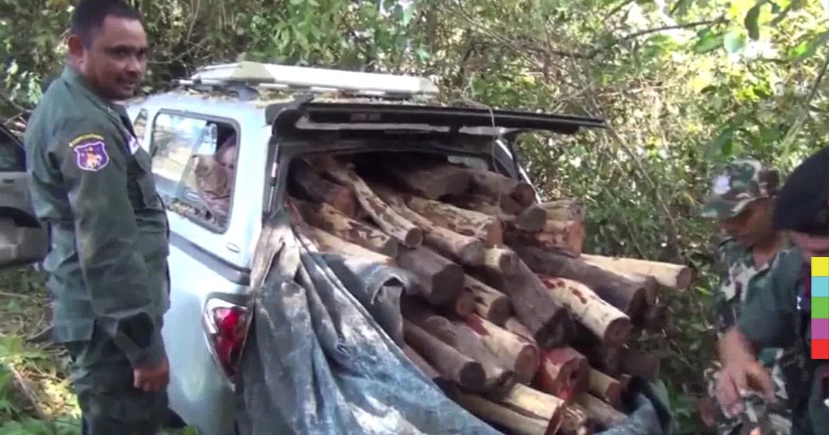 รถขน ‘ไม้พะยูง’ ชนต้นไม้ ทิ้งของกลาง 81 ท่อน คาด ร.ต.ท. มีเอี่ยว