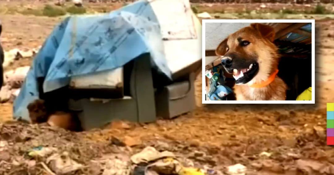 “เจ้าเฉย” สุนัขถูกทิ้งข้างบ่อขยะ ได้เจ้านายใหม่แล้ว