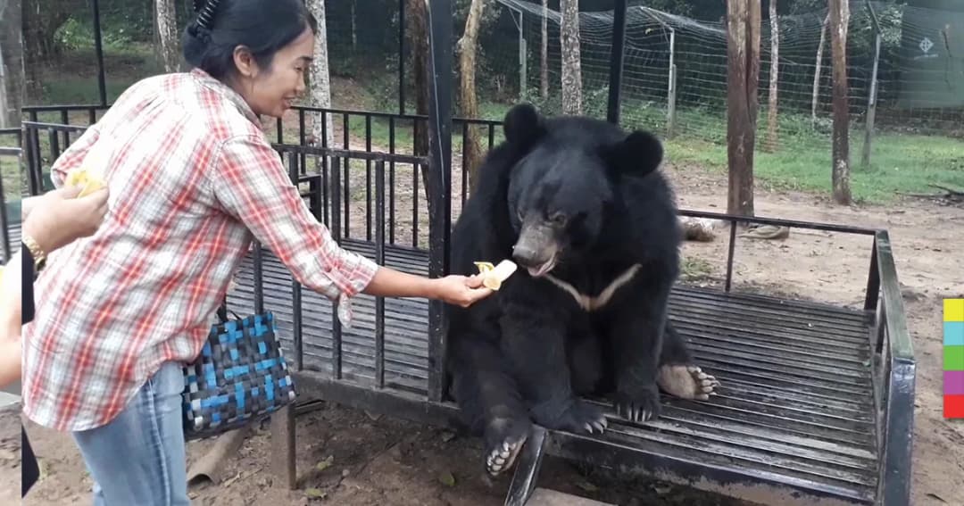 นทท.แห่ชม “ชักกุย” ลูกหมีควาย อุทยานแห่งชาติกุยบุรี