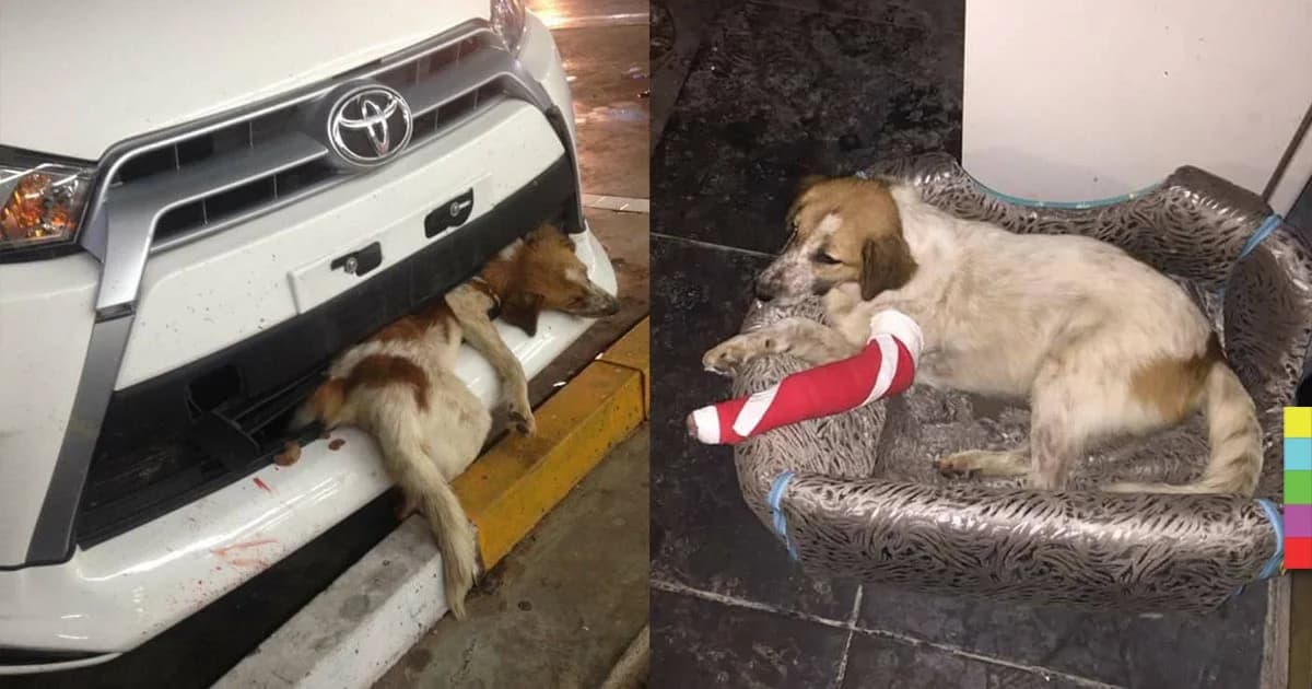 น่าสงสาร! หมาน้อยโดนชนติดซอกหน้ารถ ขาซ้ายหัก