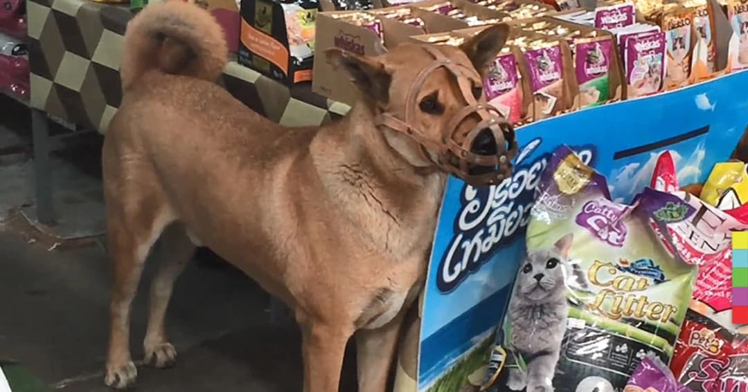 รองนายกฯ เชียงใหม่ ยัน เร่งสางปัญหาหมาดุ กัดปากเย็บ 17 เข็ม