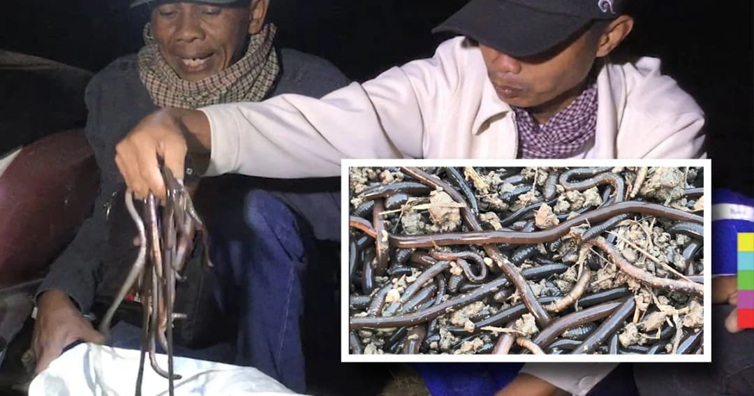 ชาวบ้านใน จ.สุรินทร์ เเห่จับไส้เดือนขาย สร้างรายได้งาม