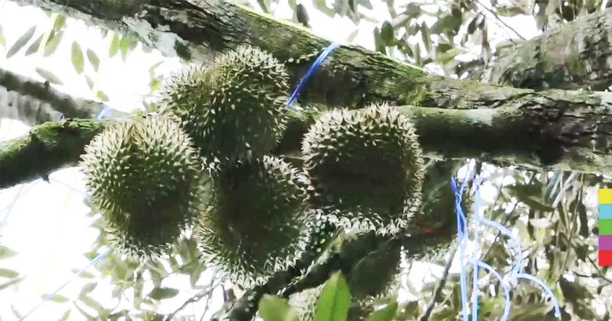 เจ้าของสวนโวย โจรไฮเทคใช้โดรนบินสำรวจ ก่อนลงมือขโมยทุเรียน