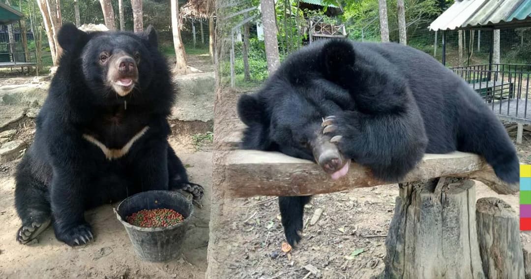 ช็อกตายกะทันหัน ! “ชาลี ชักกุย” หมีควายแสนรู้ อุทยานแห่งชาติกุยบุรี