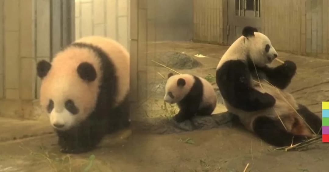 สวนสัตว์กรุงโตเกียว เปิดตัวลูกแพนด้ายักษ์ คนแน่นจนต้องแจกบัตรคิว