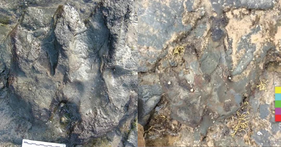 เศร้า! รอยเท้าไดโนเสาร์ 115 ล้านปี ถูกมือบอนทำลายเสียหาย