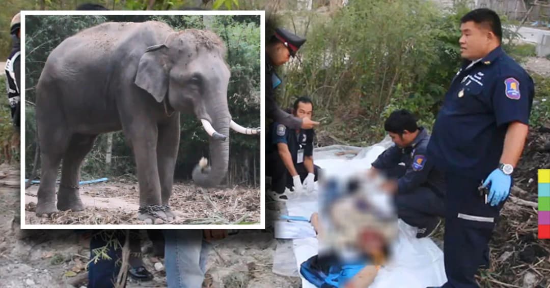 พลายอุเทนคลั่ง ! ไล่เหยียบ นทท.ดับ 1 ควาญช้างเผย เหตุ นทท.ดึงหางช้าง