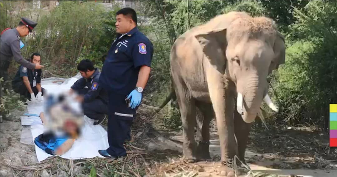 คืบหน้า ‘พลายอุเทน’ ไล่ทำร้าย นทท.ดับ ! ตั้งข้อหาควาญช้าง เเละเจ้าของปาง