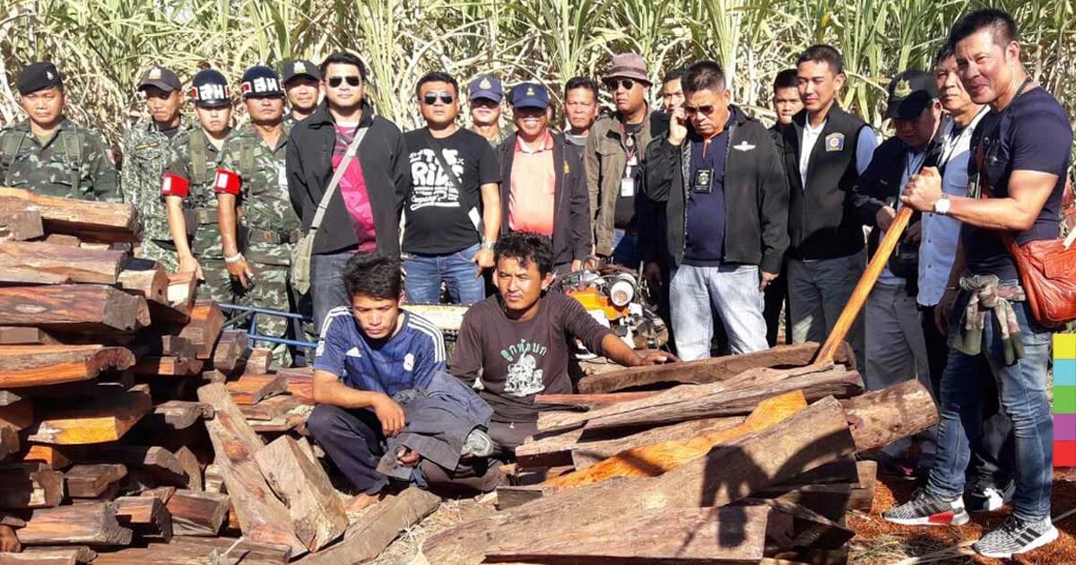 จนท.สนธิกำลังจับแก๊งแปรรูปไม้พะยูงเกือบ 200 แผ่น กลางป่าอ้อย