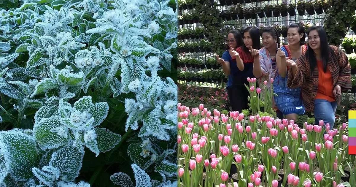 แปลงผลไม้อ่างขางแม่คนิ้งขาวโพลน ทิวลิปกว่า 4 พันต้น บานรับ นทท.