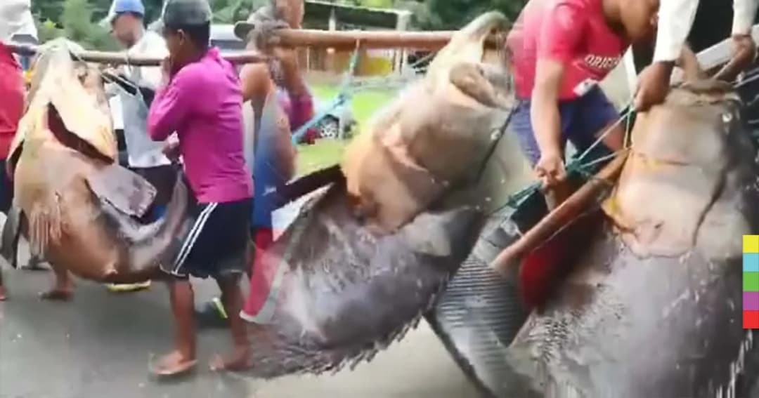 ฮือฮา ! ชาวประมงจับปลาหมอยักษ์ ต้องใช้ 6 คนแบกขึ้นปิกอัพ