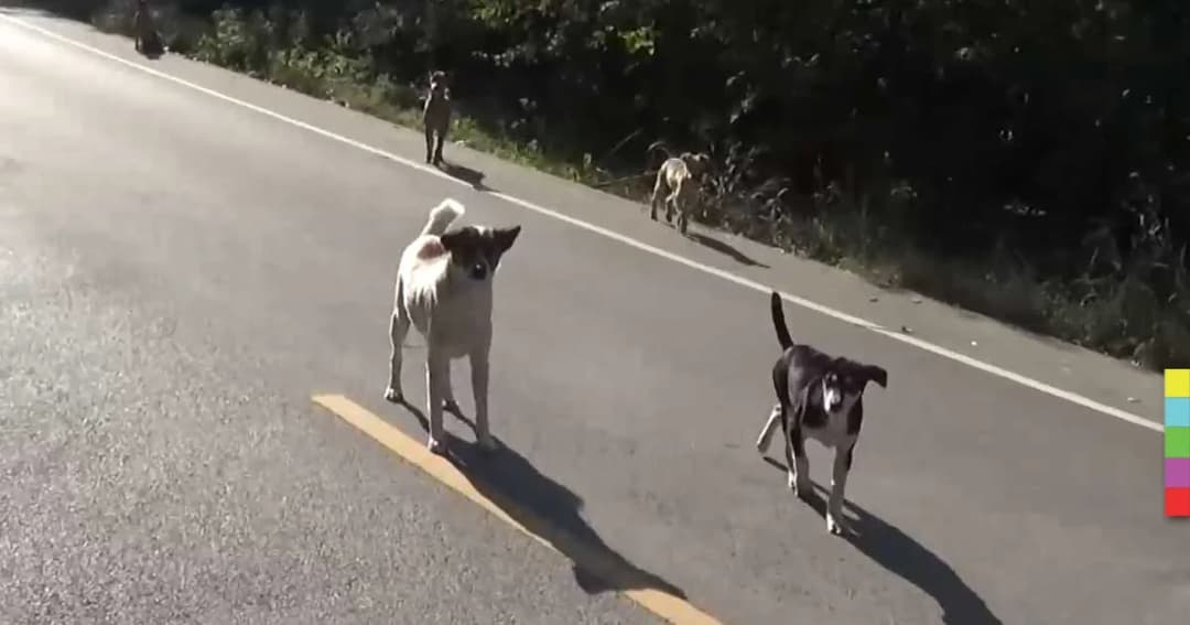 สุนัขจรจัด กว่า 100 ตากแดดคลายหนาว บางตัวไม่ไหวนอนตายข้างถนน