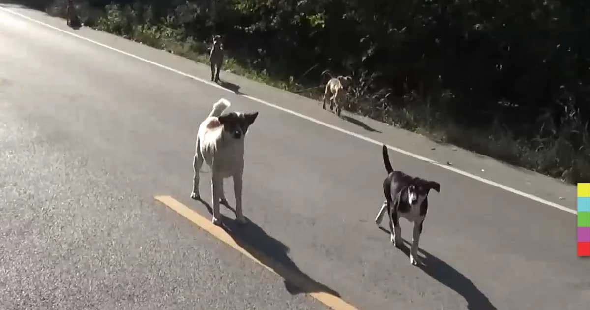 สุนัขจรจัด กว่า 100 ตากแดดคลายหนาว บางตัวไม่ไหวนอนตายข้างถนน