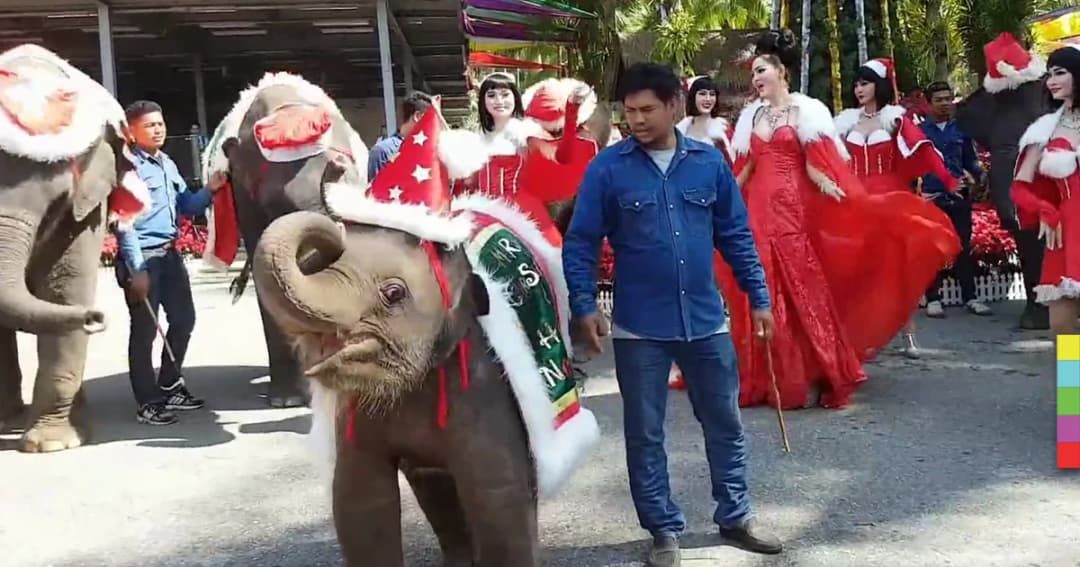 ช้างซานตาคลอส สวนนงนุชพัทยา สร้างสีสันต้อนรับเทศกาลคริสต์มาส