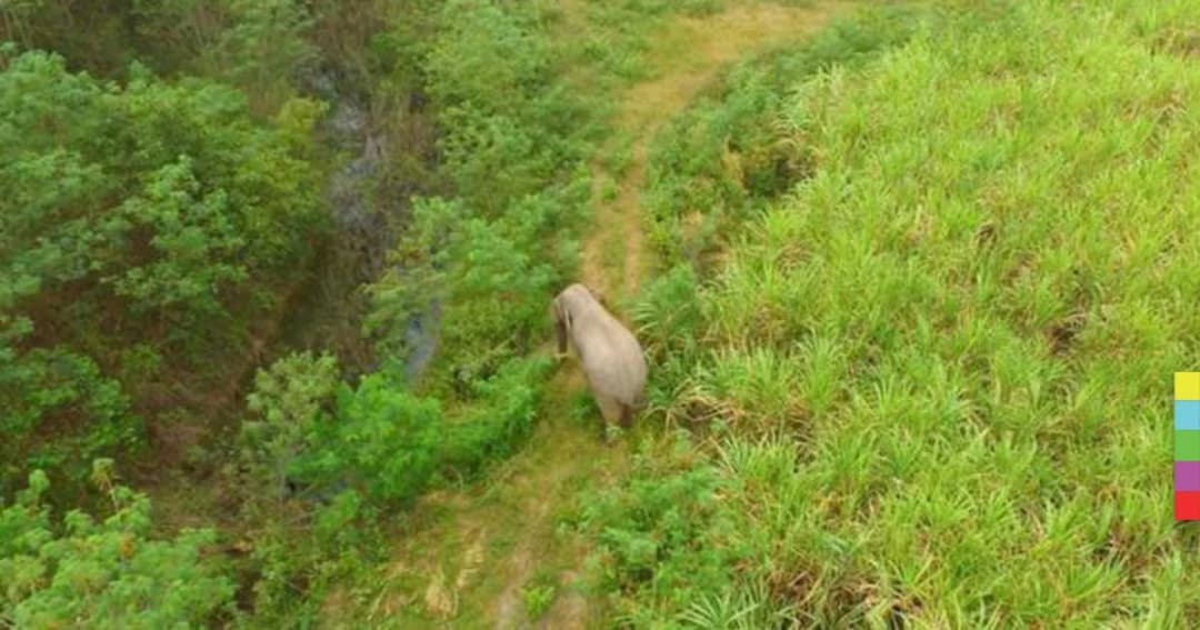 หนุ่มใหญ่ออกไล่ช้างป่า แต่ถูกไล่โหด เหยียบร่างดับคาไร่อ้อย