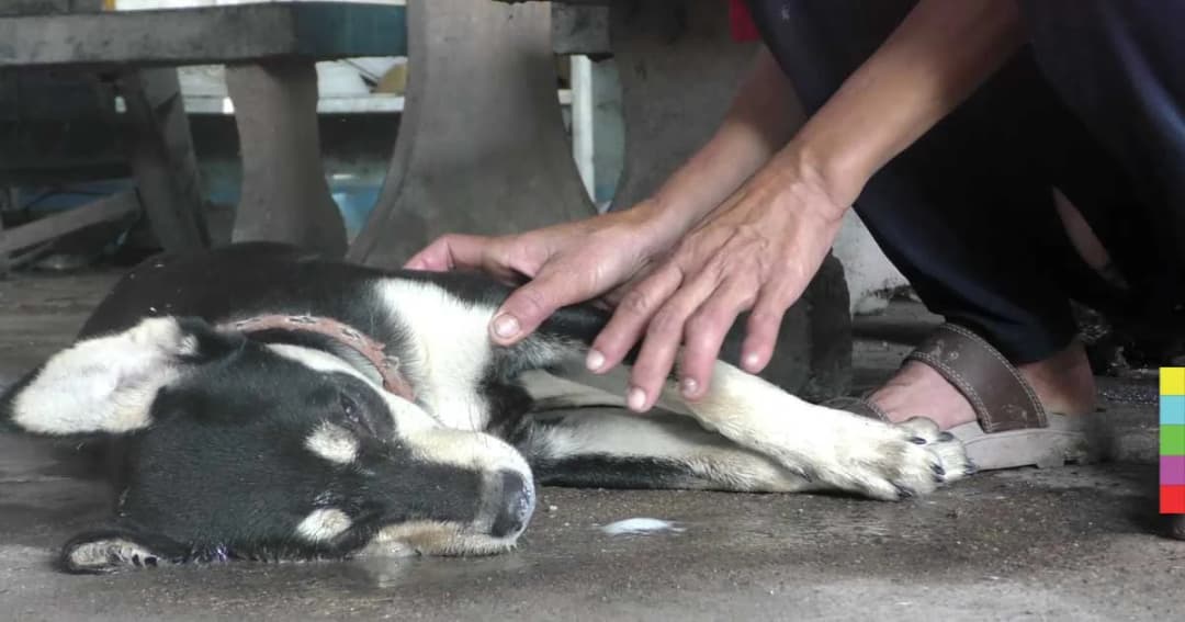 สะเทือนใจคนรักสัตว์! หมาแมวโดนวางยาตายเกลื่อน เจ้าของร่ำไห้