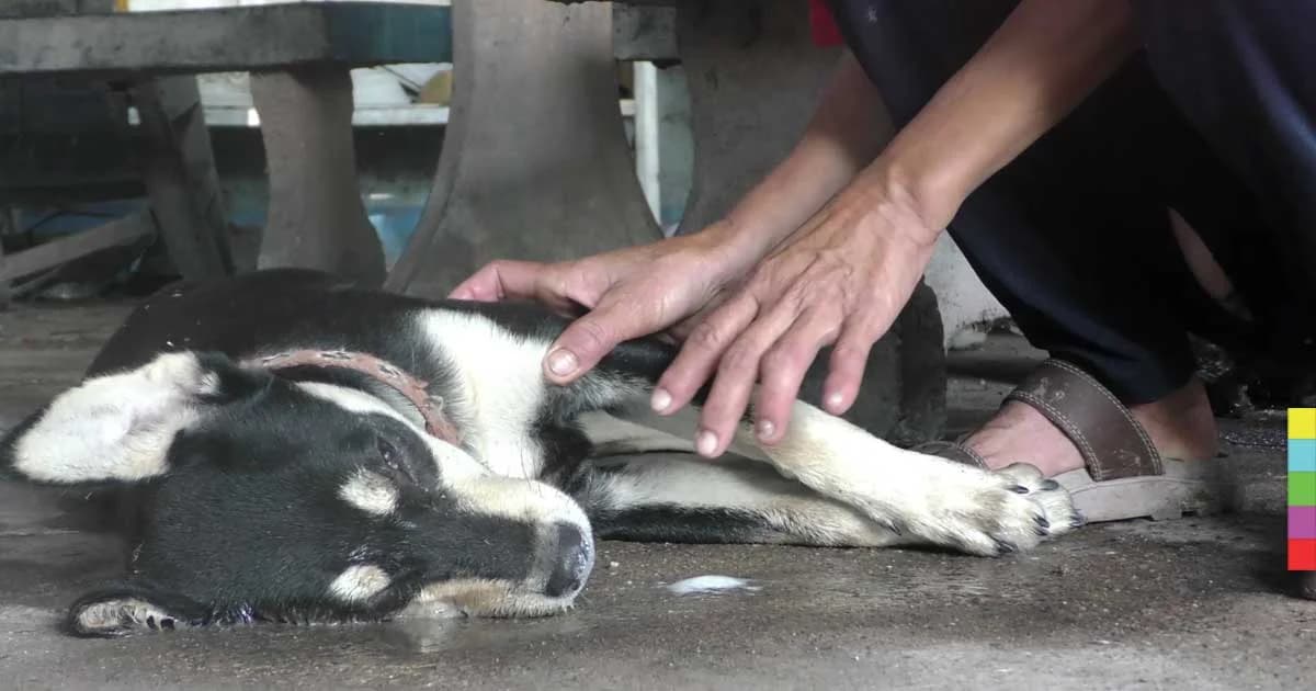 สะเทือนใจคนรักสัตว์! หมาแมวโดนวางยาตายเกลื่อน เจ้าของร่ำไห้