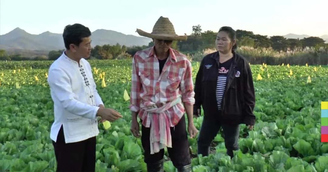 เกษตรกรพะเยาปลูกผักกาดเขียวปลี สร้างรายได้หลักแสนบาท