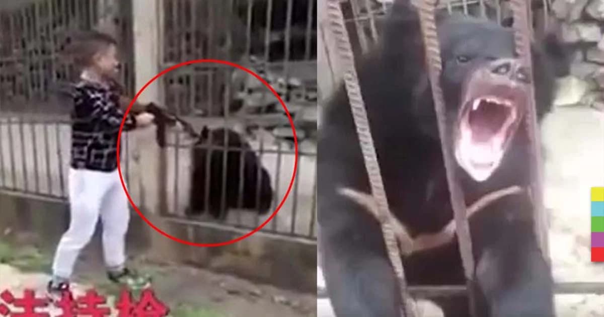 หนุ่มจีนจ่อยิงโหดหมีดำดับคากรง อ้าง จนท. ให้ทำ