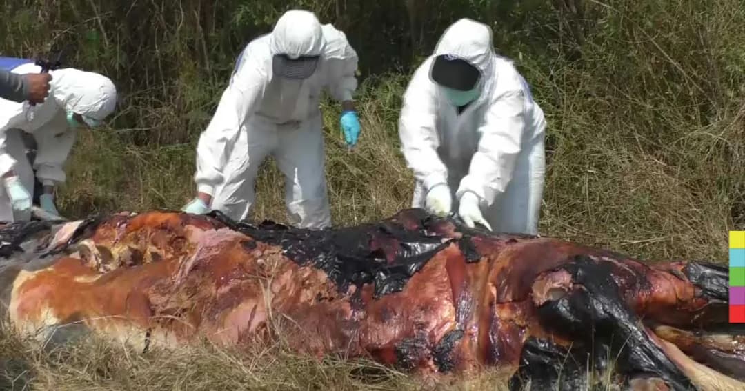 พบซากวาฬบรูด้า ยาว 5 เมตร ลอยขึ้นอืด เหม็นคละคลุ้ง ปากอ่าวแม่กลอง