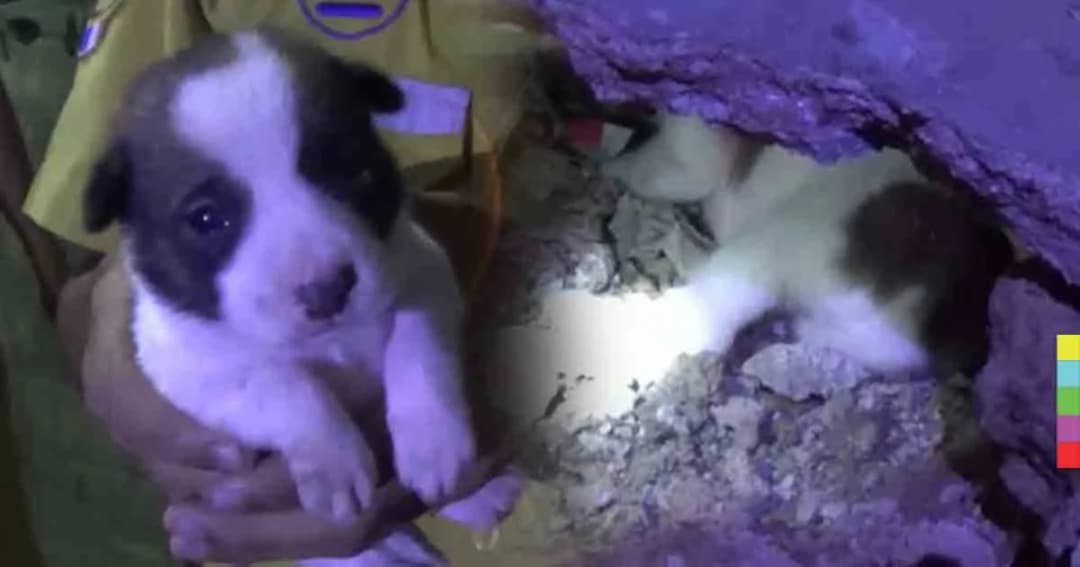 จนท.กู้ภัย ทุบพื้นบ้านช่วยลูกสุนัขกำพร้า มุดหาที่หนีหนาว