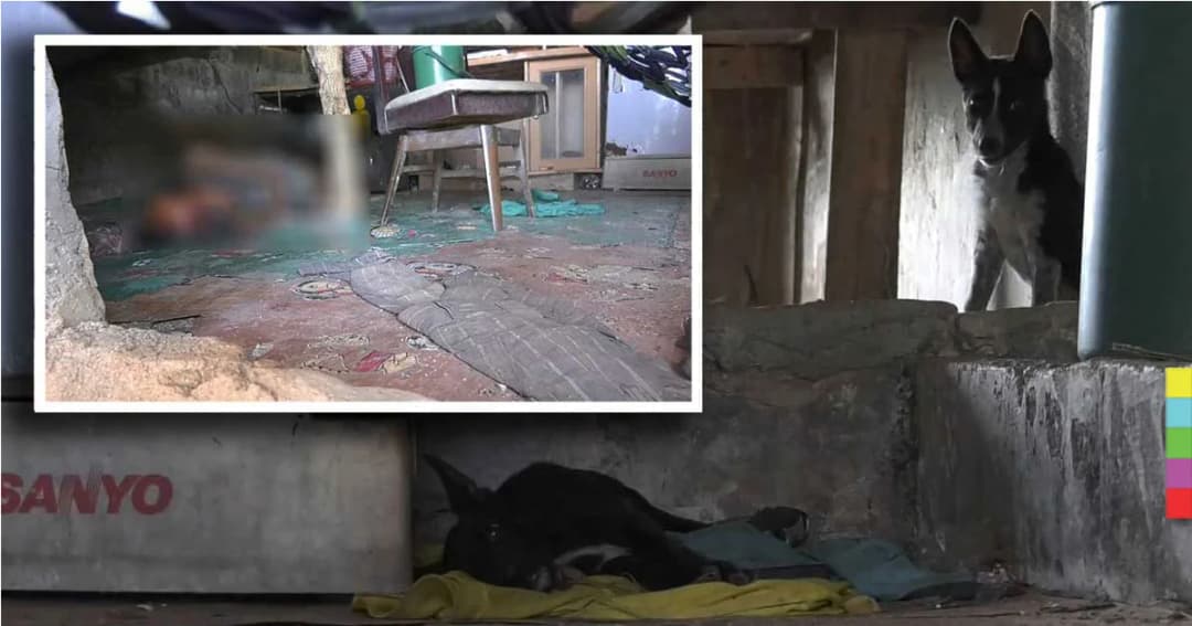 ลูกจ้างกรีดยาง ตายคาบ้านพัก ! ลูกหมา 2 ตัว ไม่มีใครให้อาหาร คาด กินศพเจ้านายตัวเอง