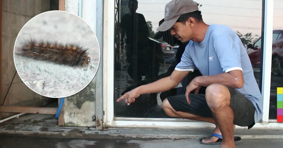 เดือดร้อน ! ทัพหนอนบุ้งบุกร้านลาบ วอนหน่วยงานช่วยกำจัด