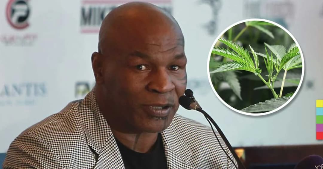 “ไมค์ ไทสัน” อดีตแชมป์มวยโลก ลุยธุรกิจใหม่ปลูกกัญชากว่า 100 ไร่