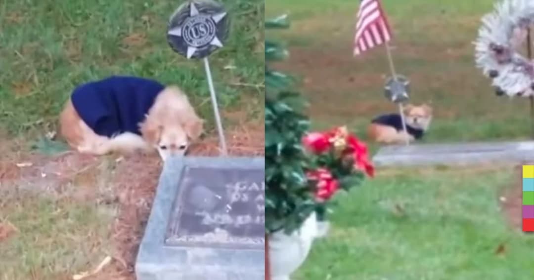 สะเทือนใจ! สุนัขสุดซื่อสัตย์ นอนเฝ้าหลุมศพเจ้าของไม่ห่าง