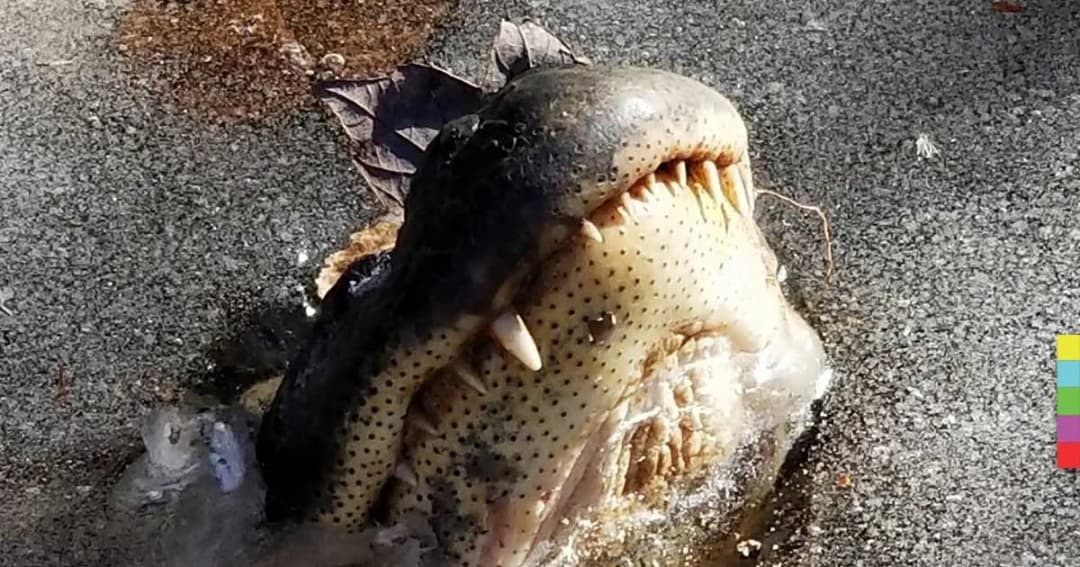 สหรัฐฯ หนาวสุดขั้ว! จระเข้ยังต้องจำศีล เพื่อเอาชีวิตรอด