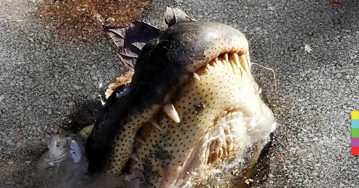 สหรัฐฯ หนาวสุดขั้ว! จระเข้ยังต้องจำศีล เพื่อเอาชีวิตรอด