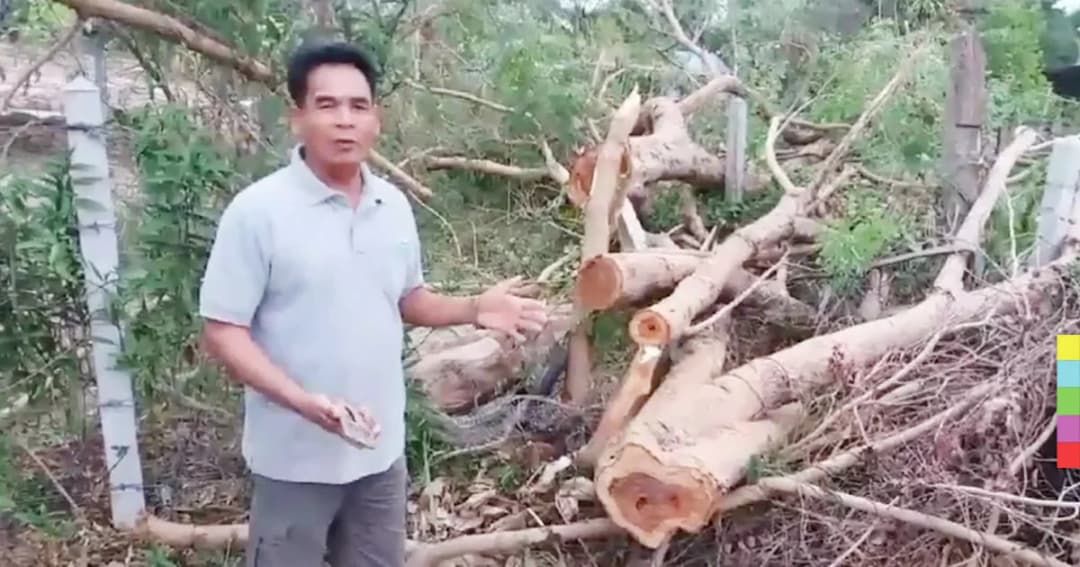 อุกอาจ ! แก๊งมอดไม้ติดอาวุธ ปิดทางถนน ลอบตัดไม้พะยูง