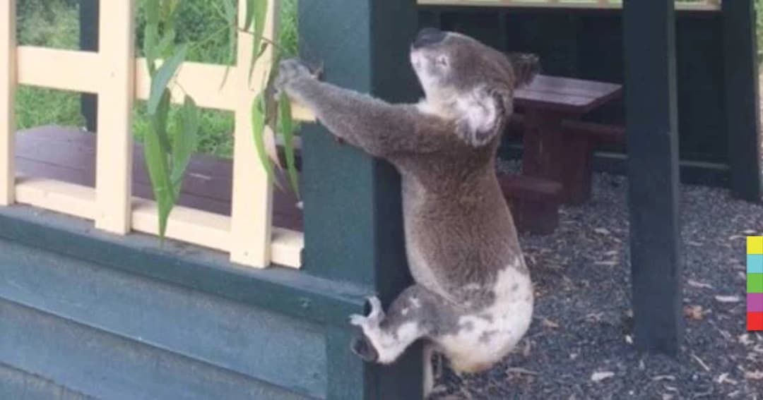 สะเทือนใจ! ซากโคอาลาถูกตอกตะปูติดกับเสา ในออสเตรเลีย