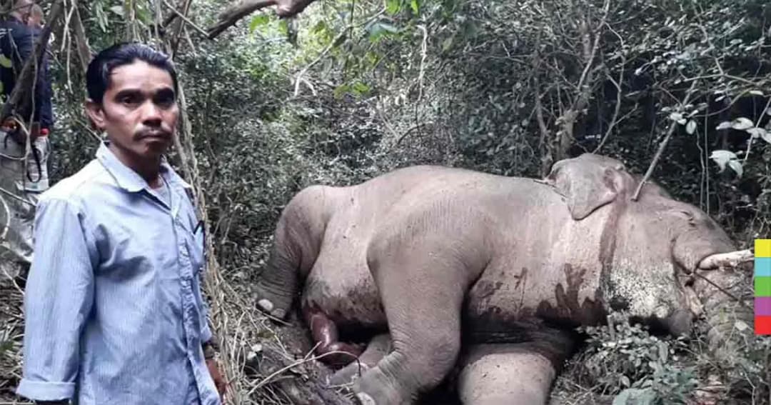 เศร้า ! พบ ”เจ้าด้วน” ช้างพลายป่ากุยบุรี นอนตายอยู่ริมชายป่า