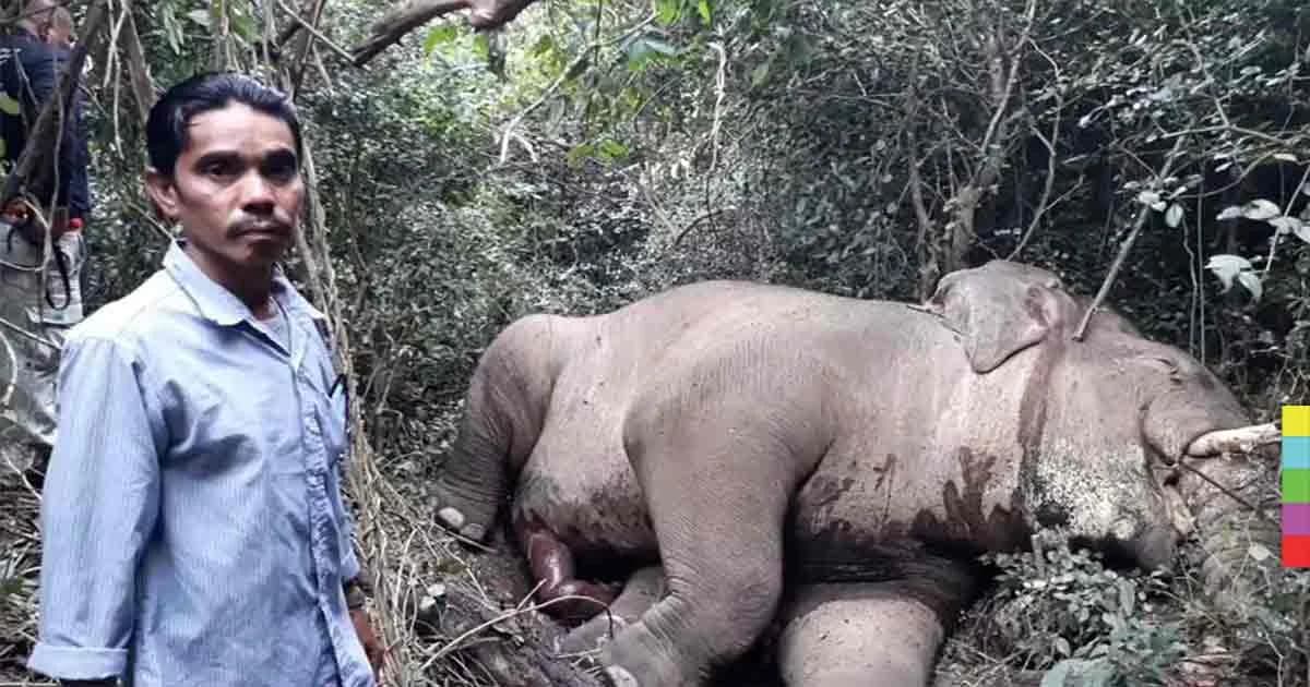 เศร้า ! พบ ”เจ้าด้วน” ช้างพลายป่ากุยบุรี นอนตายอยู่ริมชายป่า