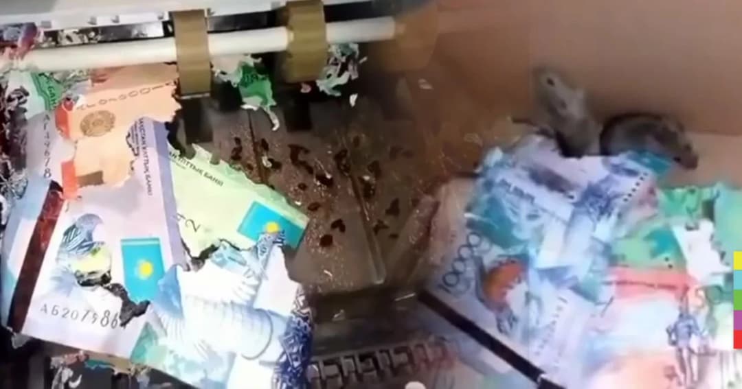 หนู 2 ตัว กัดธนบัตรไปเกือบหมื่น ในตู้เอทีเอ็ม