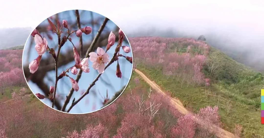 บานสะพรั่ง ! นทท.แห่ชมความงามดอกซากุระเมืองไทย บนยอดภูร่องกล้า