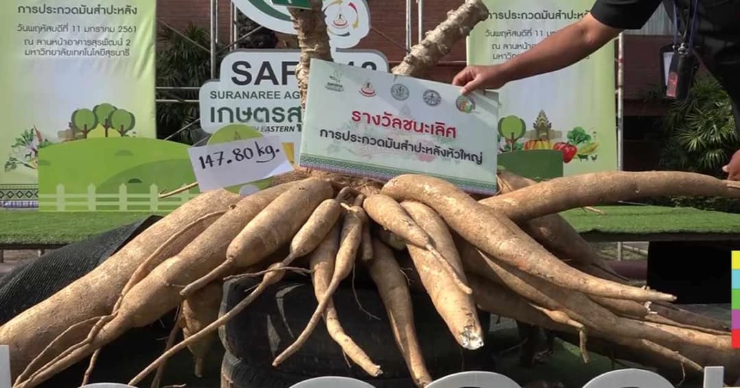 ตะลึง! ‘มันสำปะหลังยักษ์’ ต้นเดียวน้ำหนัก 147 กก.