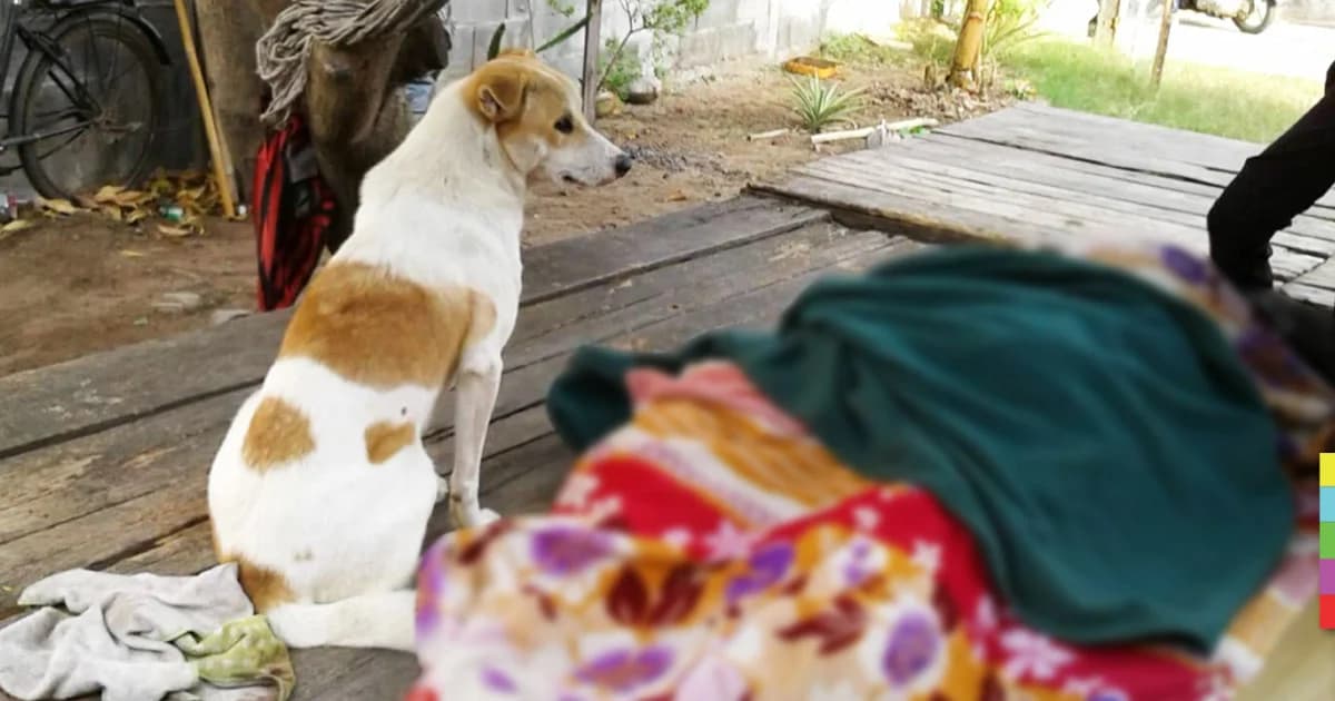 หนุ่มวัย 43 นอนหนาวตายบนเตียงข้างบ้าน สุนัขแสนรู้นั่งเฝ้าร่างทั้งคืน