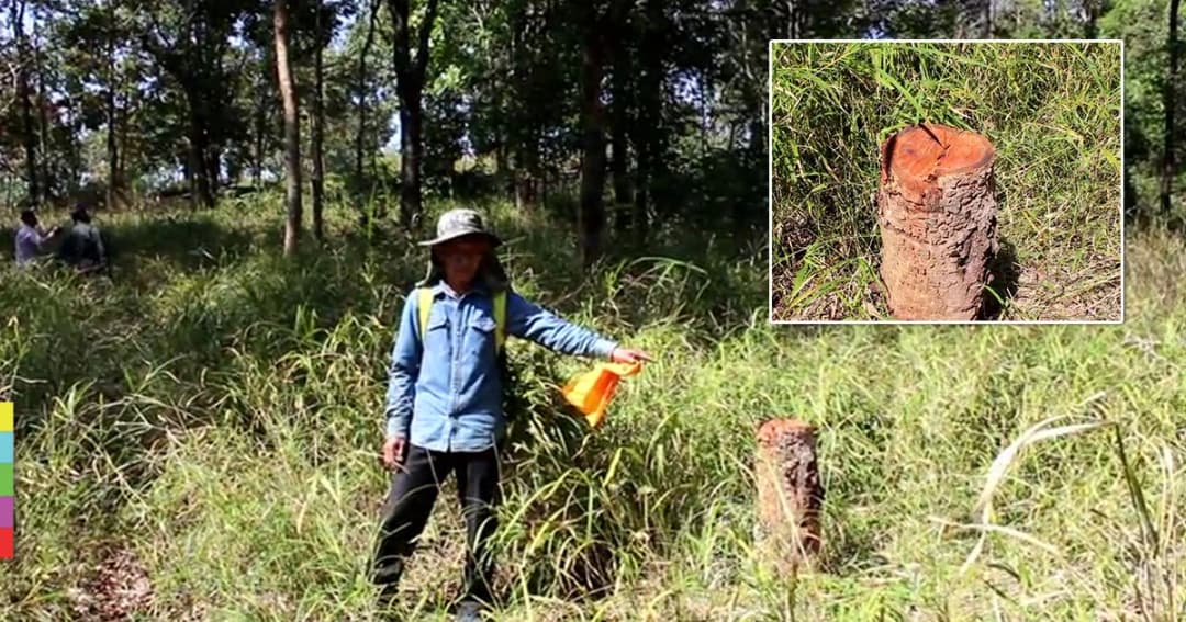 ชาวบ้านสำรวจป่า พบ ‘ไม้แดง’ ถูกลอบตัดเกือบ 100 ต้น