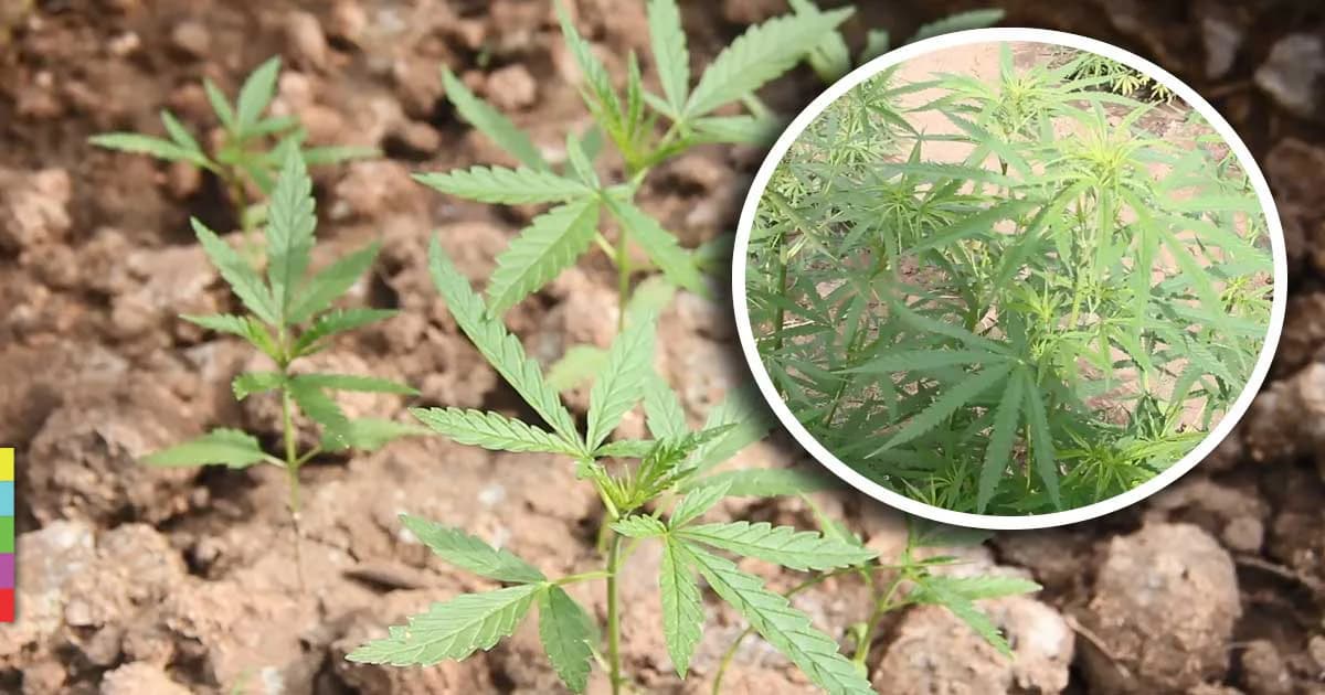 สภาเกษตรกร สกลฯ ขานรับ ปลูกกัญชา เพื่อเป็นยารักษาโรค