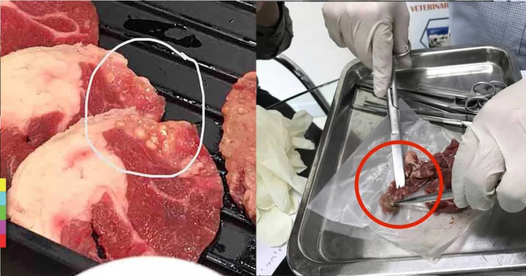 บาร์บีคิว พลาซ่า เผยผลการตรวจสอบ ! ตุ่มขาวในเนื้อวัว ไม่ใช่พยาธิ